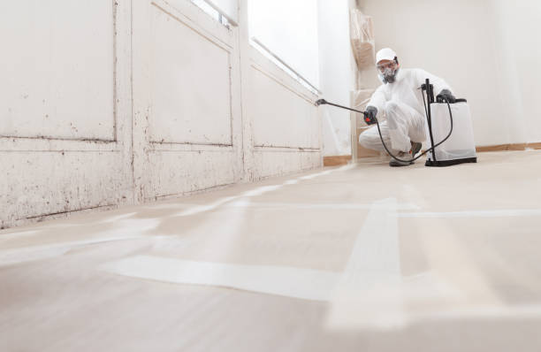 Black mold remediation team in New Providence