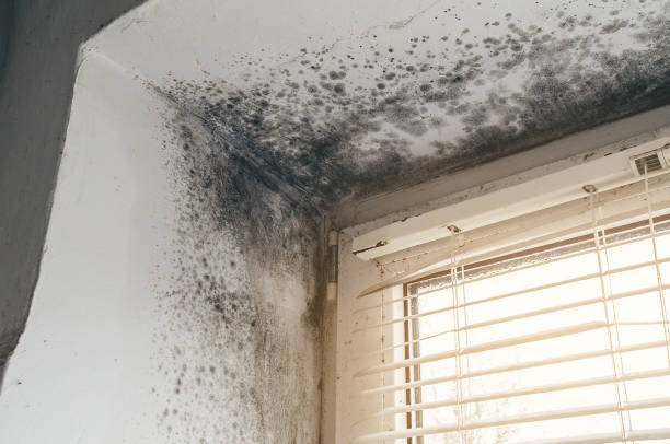 Mold Remediation service in New Providence, New Providence, NJ